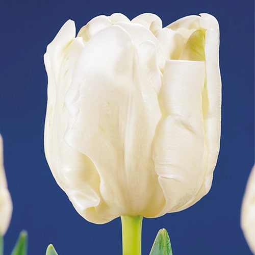 Tulip White Rebel - for Sale Tulip White Rebel