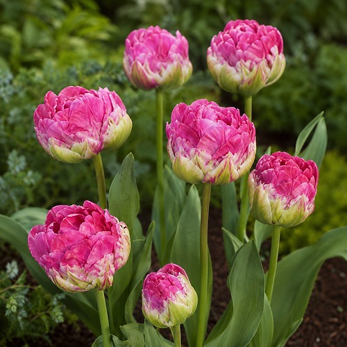 Tulip Wicked in Pink - for Sale Tulip Wicked in Pink
