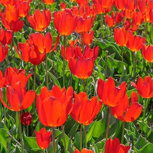 Tulip Wilsoniana - for Sale Tulip Wilsoniana