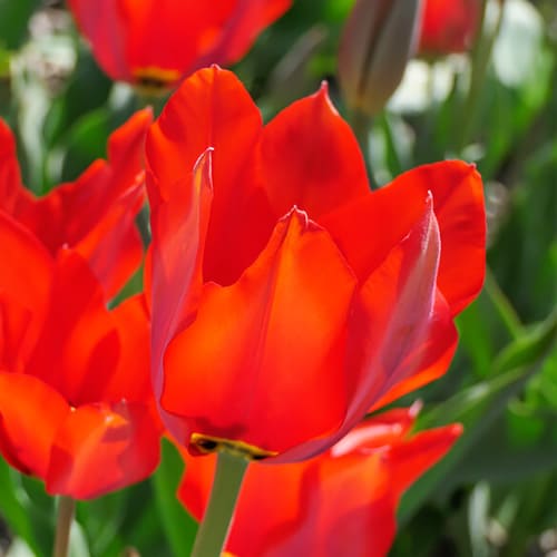 Tulip Wilsoniana - for Sale Tulip Wilsoniana