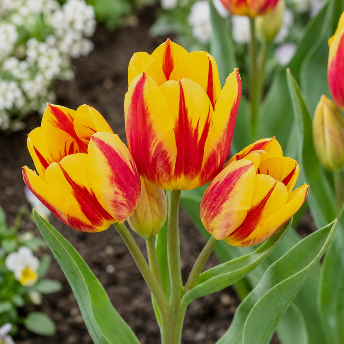 Tulipan Wonder Club - for Sale Tulipan Wonder Club