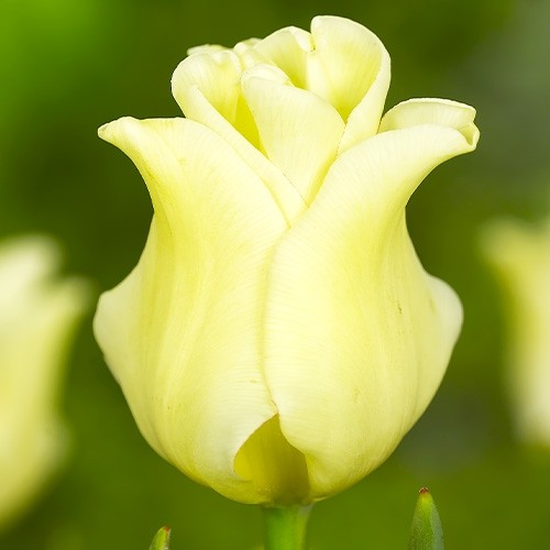 Tulip Yellow Crown - for Sale Tulip Yellow Crown