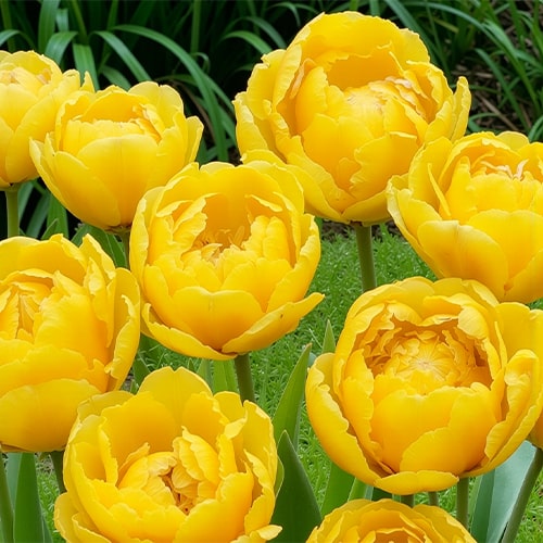 Tulip Yellow Pompenette - for Sale Tulip Yellow Pompenette