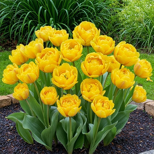 Tulip Yellow Pompenette - for Sale Tulip Yellow Pompenette