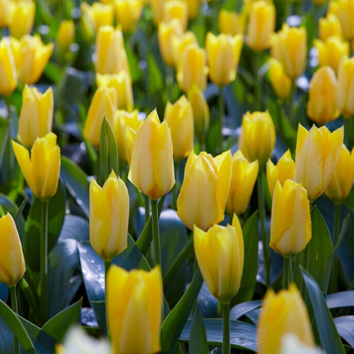 Tulipany Yellow Purissima - for Sale Tulipany Yellow Purissima