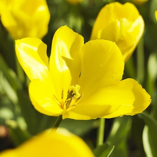 Tulipany Yellow Purissima - for Sale Tulipany Yellow Purissima