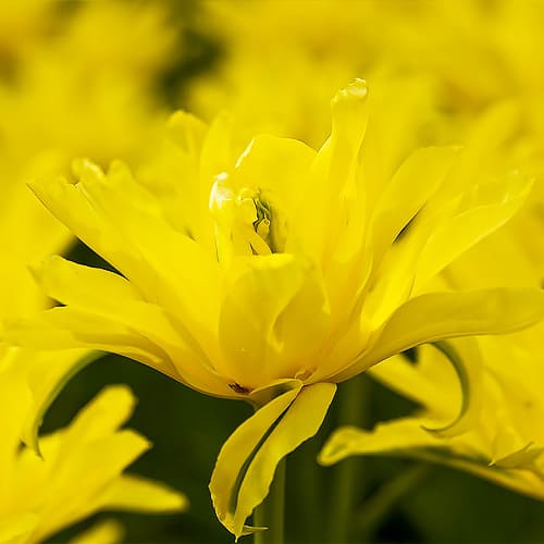 Tulip Yellow Spider - for Sale Tulip Yellow Spider