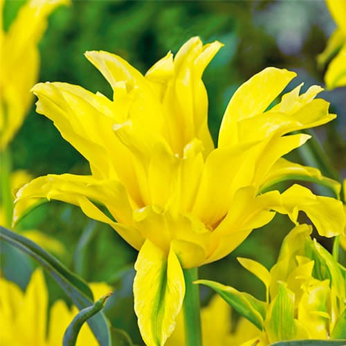 Tulip Yellow Spider - for Sale Tulip Yellow Spider