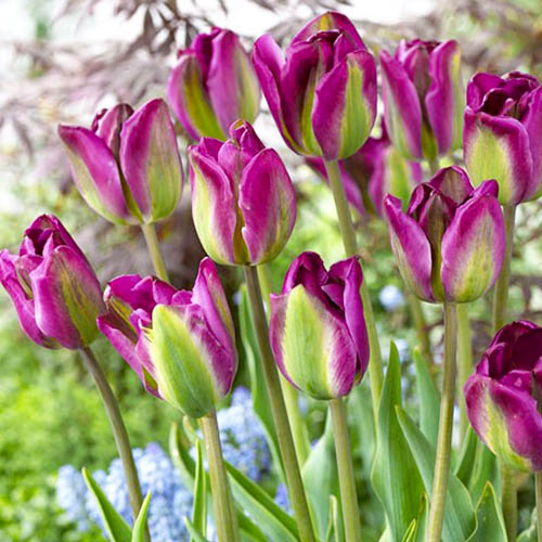 Tulipe Night Rider - for Sale Tulipe Night Rider
