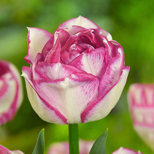 Tulip Double Touch - for Sale Tulip Double Touch