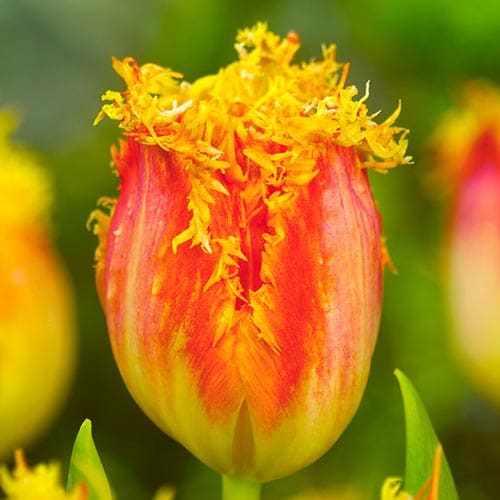 Tulip Real Time - for Sale Tulip Real Time