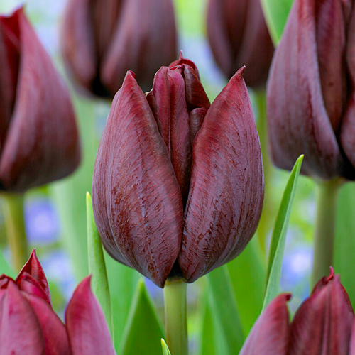 Tulipa Ronaldo - for Sale Tulipa Ronaldo