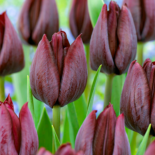 Tulipa Ronaldo - for Sale Tulipa Ronaldo