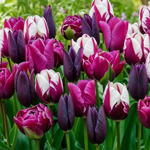 Tulips Monet Mix - for Sale Tulips Monet Mix