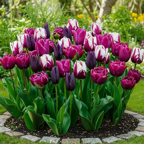 Tulips Monet Mix - for Sale Tulips Monet Mix