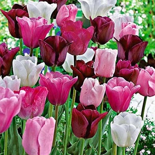 Tulips Olympic Mix - for Sale Tulips Olympic Mix