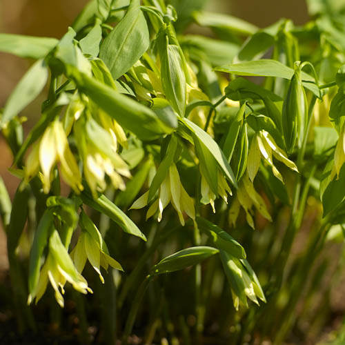Uvularia grandiflora - for Sale Uvularia grandiflora