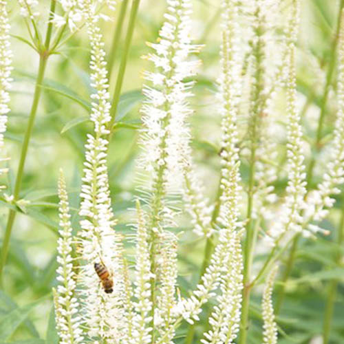 Veronicastrum (virg) Album - for Sale Veronicastrum (virg) Album