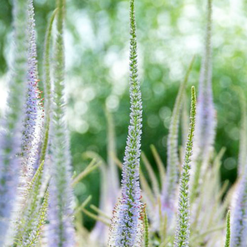 Veronicastrum (virg) Fascination - for Sale Veronicastrum (virg) Fascination