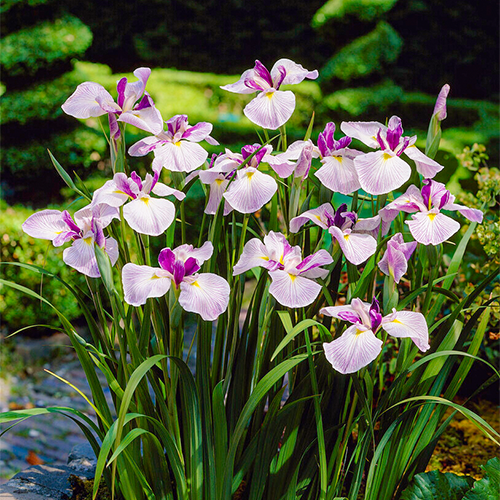 Iris Ensata (Japanese Iris) Fortune - for Sale Iris Ensata (Japanese Iris) Fortune