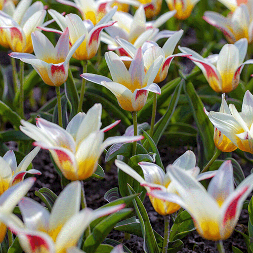 Tulip Johann Strauss - for Sale Tulip Johann Strauss