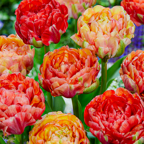 Tulip Gudoshnik - for Sale Tulip Gudoshnik
