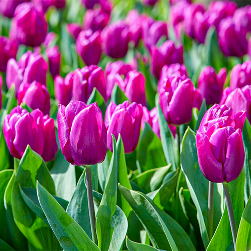 Tulip Purple Prince - for Sale Tulip Purple Prince