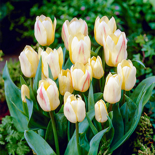Tulip White Fire - for Sale Tulip White Fire