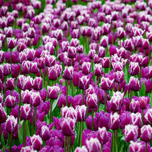 Tulip Fringed White-Purple - for Sale Tulip Fringed White-Purple