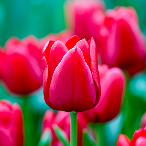 Tulip Unique de France - for Sale Tulip Unique de France
