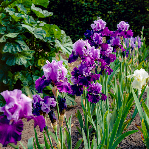 Iris Germanica (Bearded Iris) Bluebird Wine - for Sale Iris Germanica (Bearded Iris) Bluebird Wine
