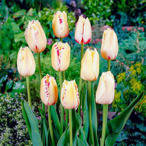 Tulip Carrousel - for Sale Tulip Carrousel