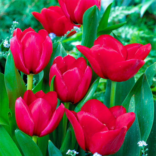 Tulip Unique de France - for Sale Tulip Unique de France