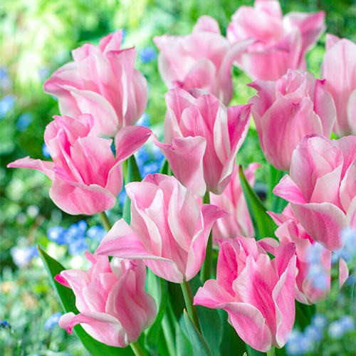 Tulip Miss Elegance - for Sale Tulip Miss Elegance