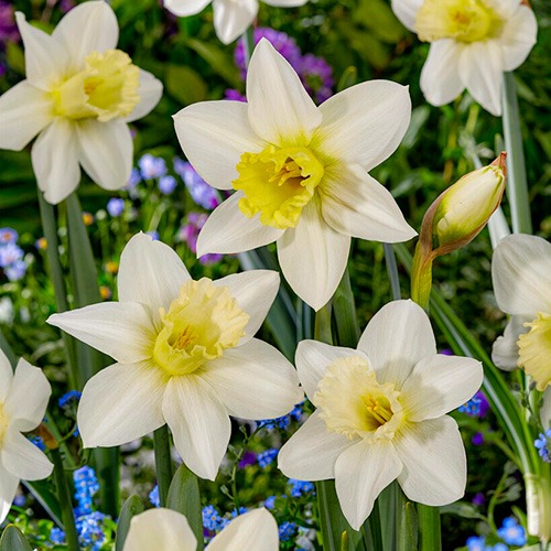 Narcissus (Daffodil) Watch Up - for Sale Narcissus (Daffodil) Watch Up