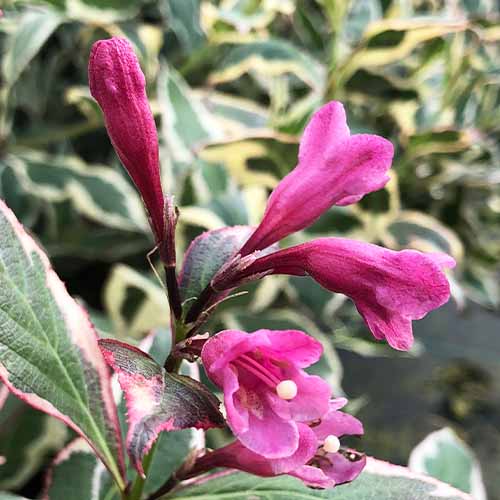 Weigela All Summer Monet - for Sale Weigela All Summer Monet