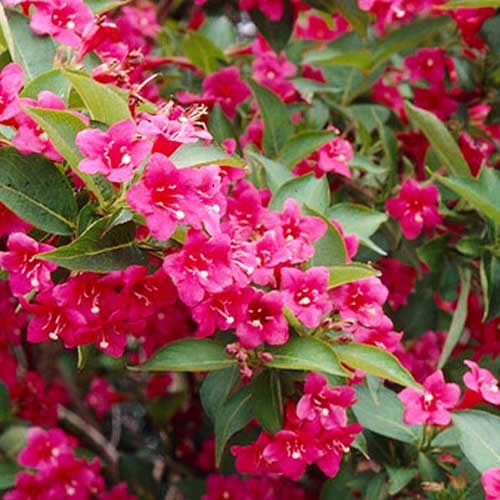 Weigela Bristol Ruby - for Sale Weigela Bristol Ruby