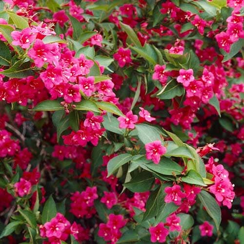 Weigela Bristol Ruby - for Sale Weigela Bristol Ruby