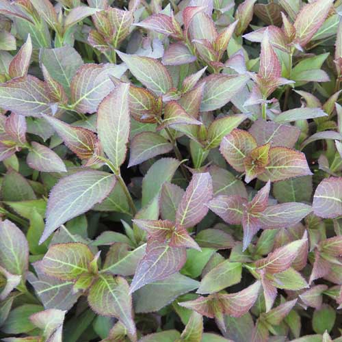 Weigela florida Foliis Purpureis - for Sale Weigela florida Foliis Purpureis