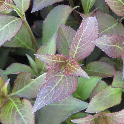 Weigela florida Foliis Purpureis - for Sale Weigela florida Foliis Purpureis