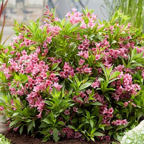 Weigela Picobella Rosa - for Sale Weigela Picobella Rosa