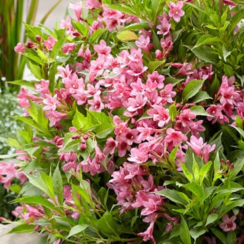 Weigela Picobella Rosa - for Sale Weigela Picobella Rosa