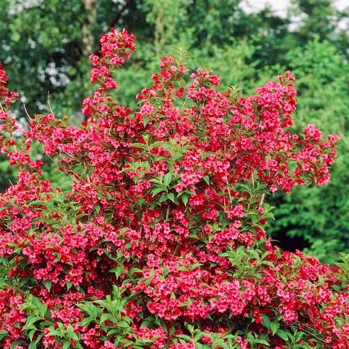Spiraea japonica Anthony Waterer - for Sale Spiraea japonica Anthony Waterer