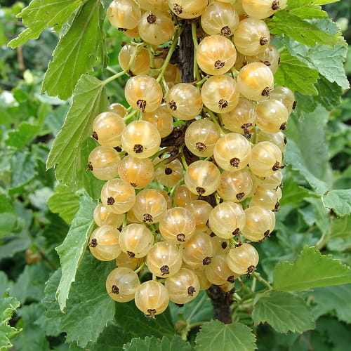 White Currant White Hollander - for Sale White Currant White Hollander