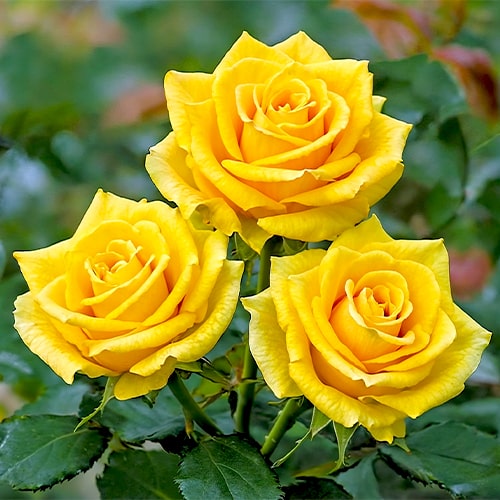 Yellow Roses - for Sale Yellow Roses