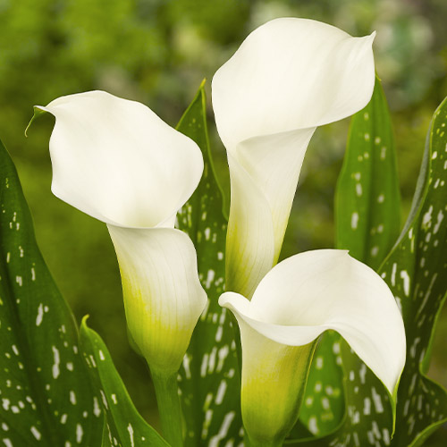Zantedeschia (Calla) albomaculata - for Sale Zantedeschia (Calla) albomaculata
