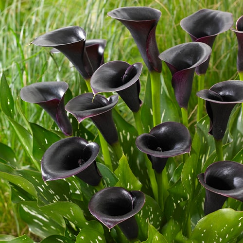 Calla Lily (Zantedeschia) Cantor - for Sale Calla Lily (Zantedeschia) Cantor