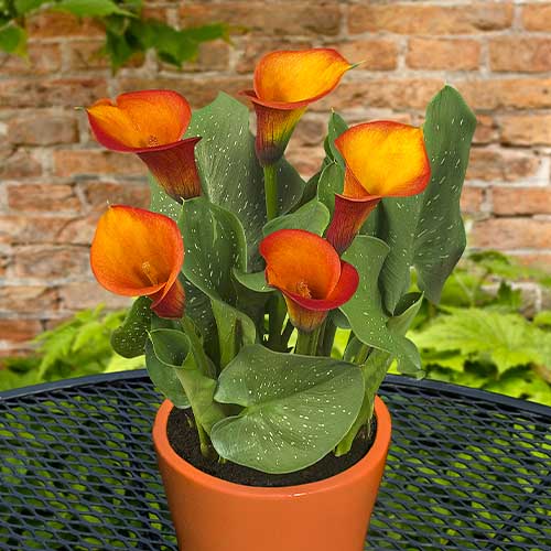 Zantedeschia (Calla) Captain Safari - for Sale Zantedeschia (Calla) Captain Safari