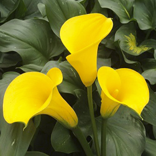 Zantedeschia (Calla) Gold Medal - for Sale Zantedeschia (Calla) Gold Medal