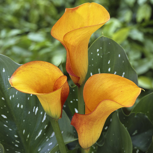 Zantedeschia (Calla) Hot Shot - for Sale Zantedeschia (Calla) Hot Shot